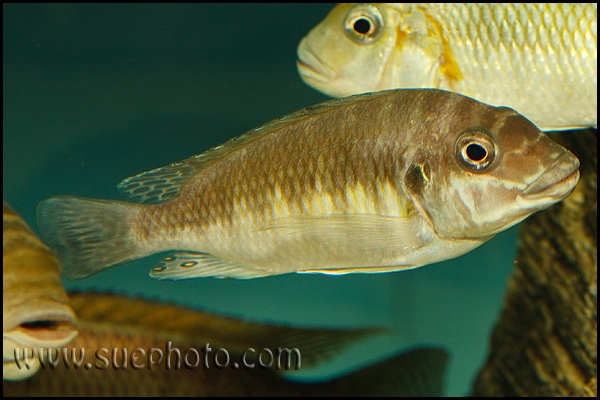 Petrochromis sp. 'orthognathus ikola' Cape Mpimbwe